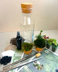 Fittonia DIY Terrarium Kit