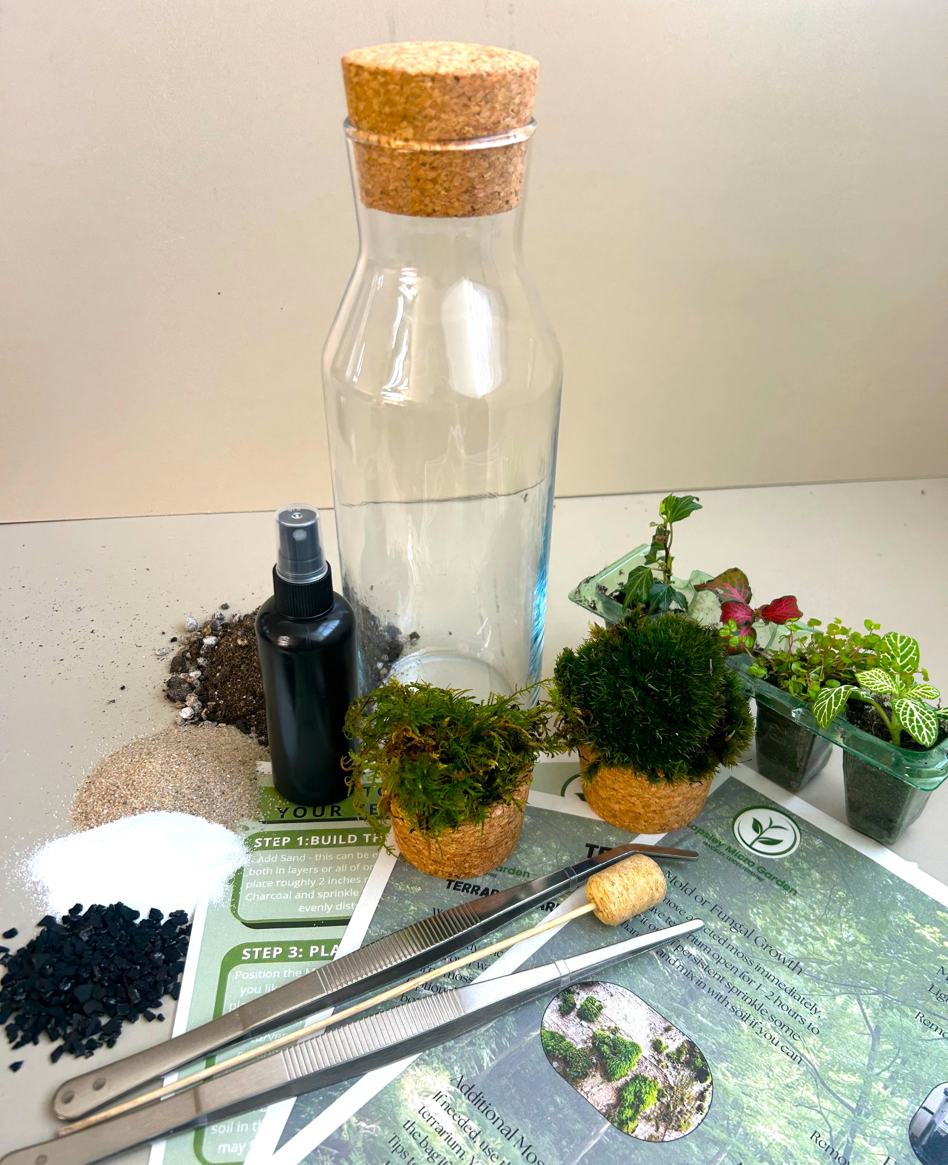 Fittonia DIY Terrarium Kit