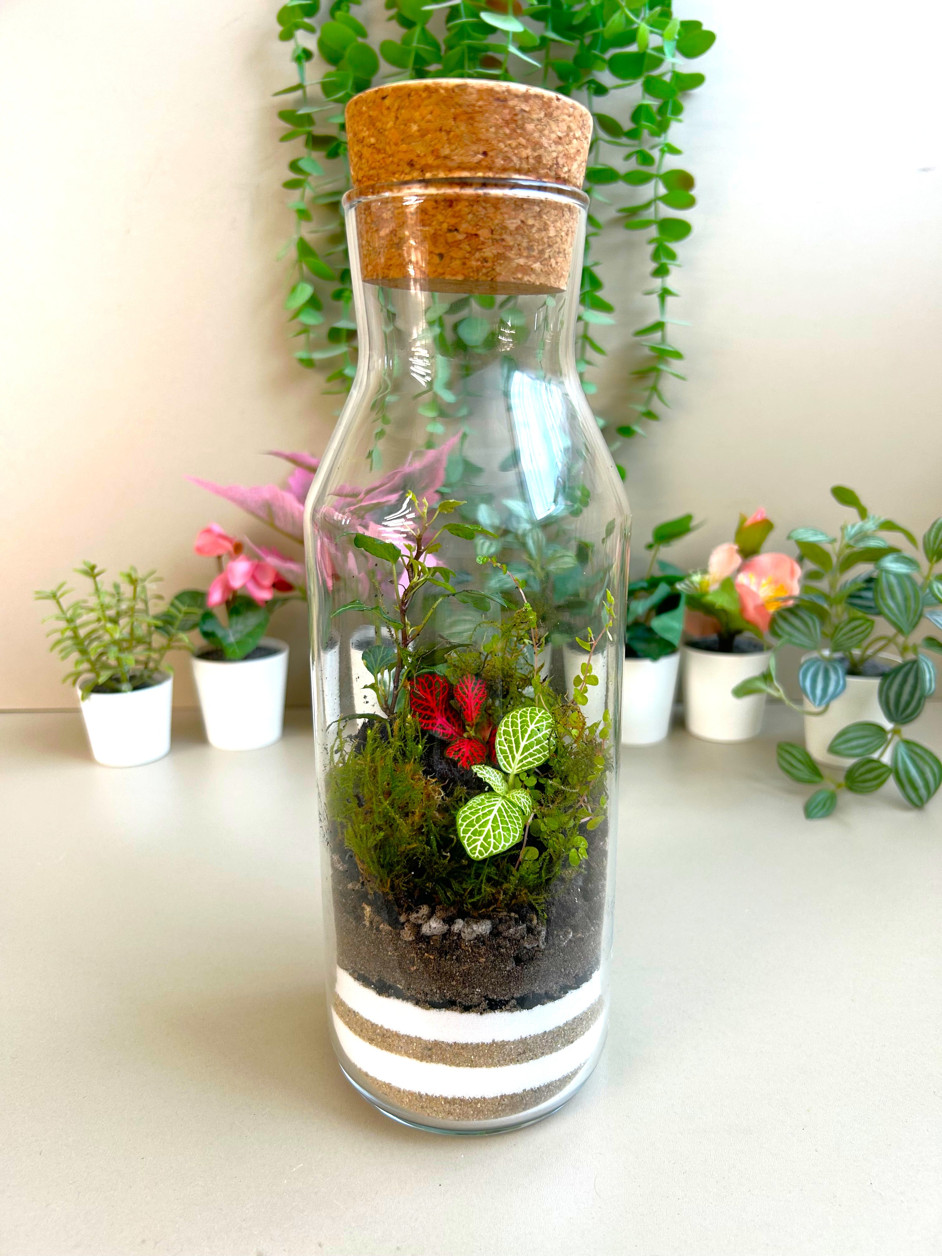 Fittonia DIY Terrarium Kit