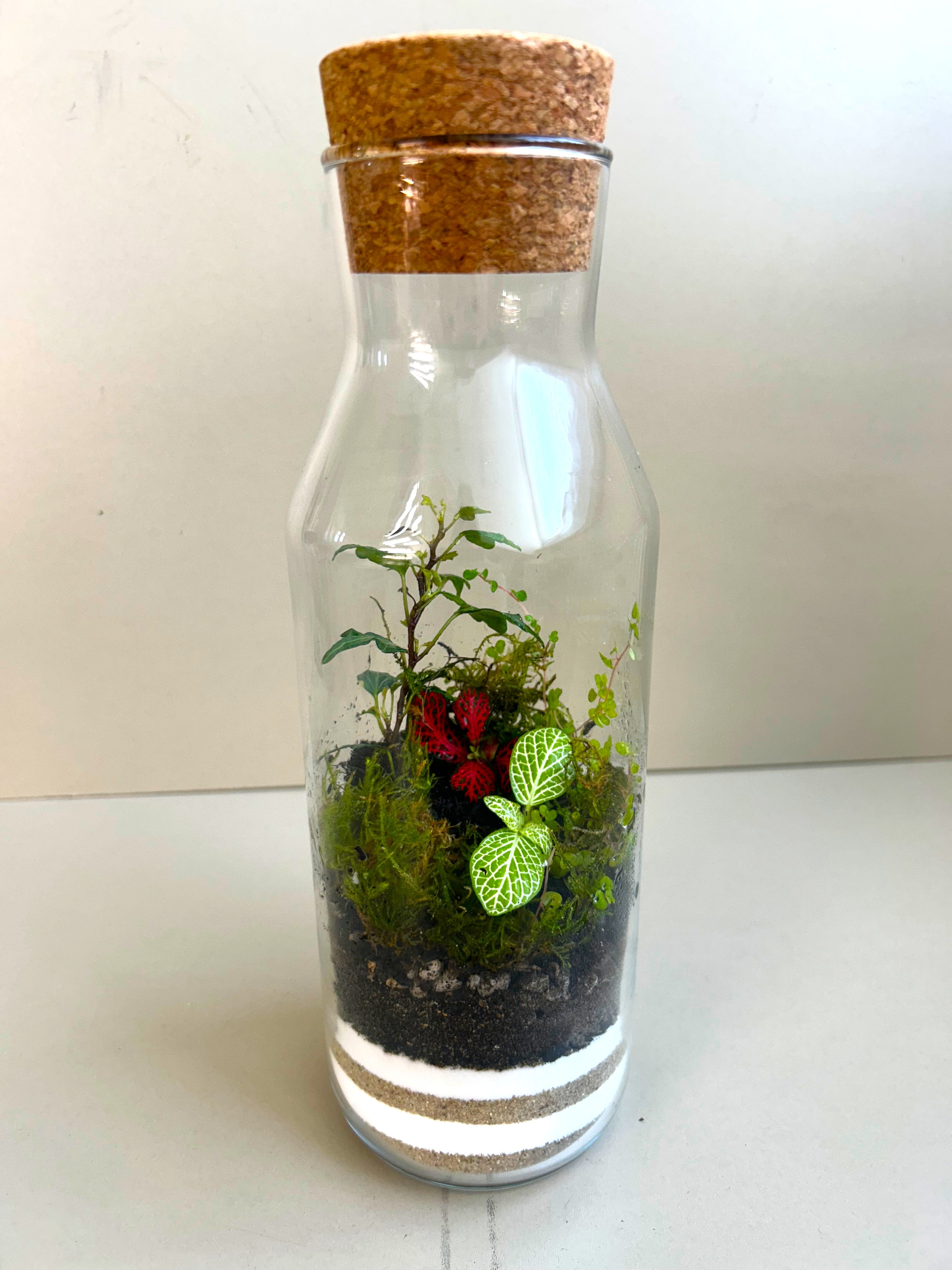 Fittonia DIY Terrarium Kit