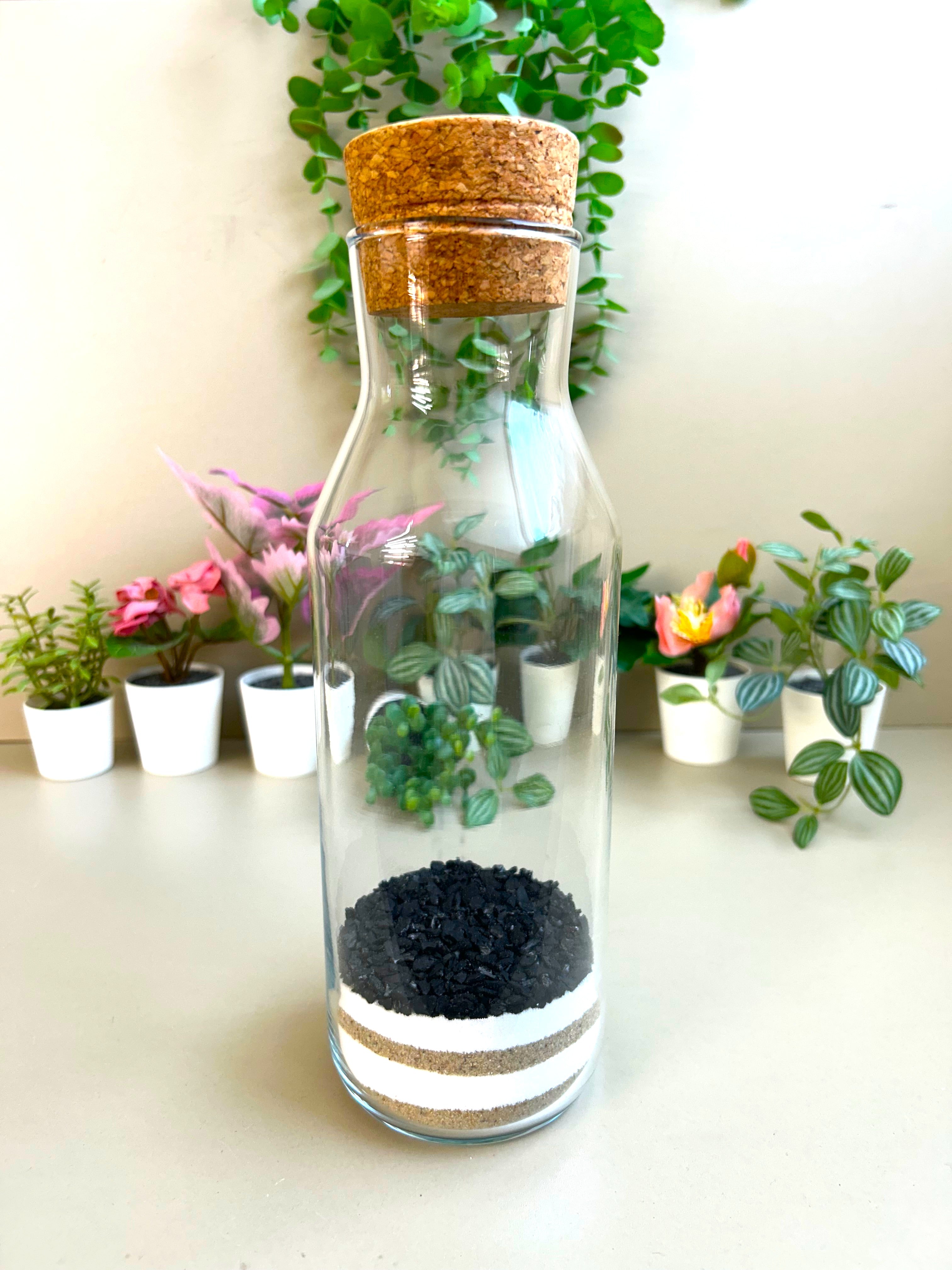 Fittonia DIY Terrarium Kit