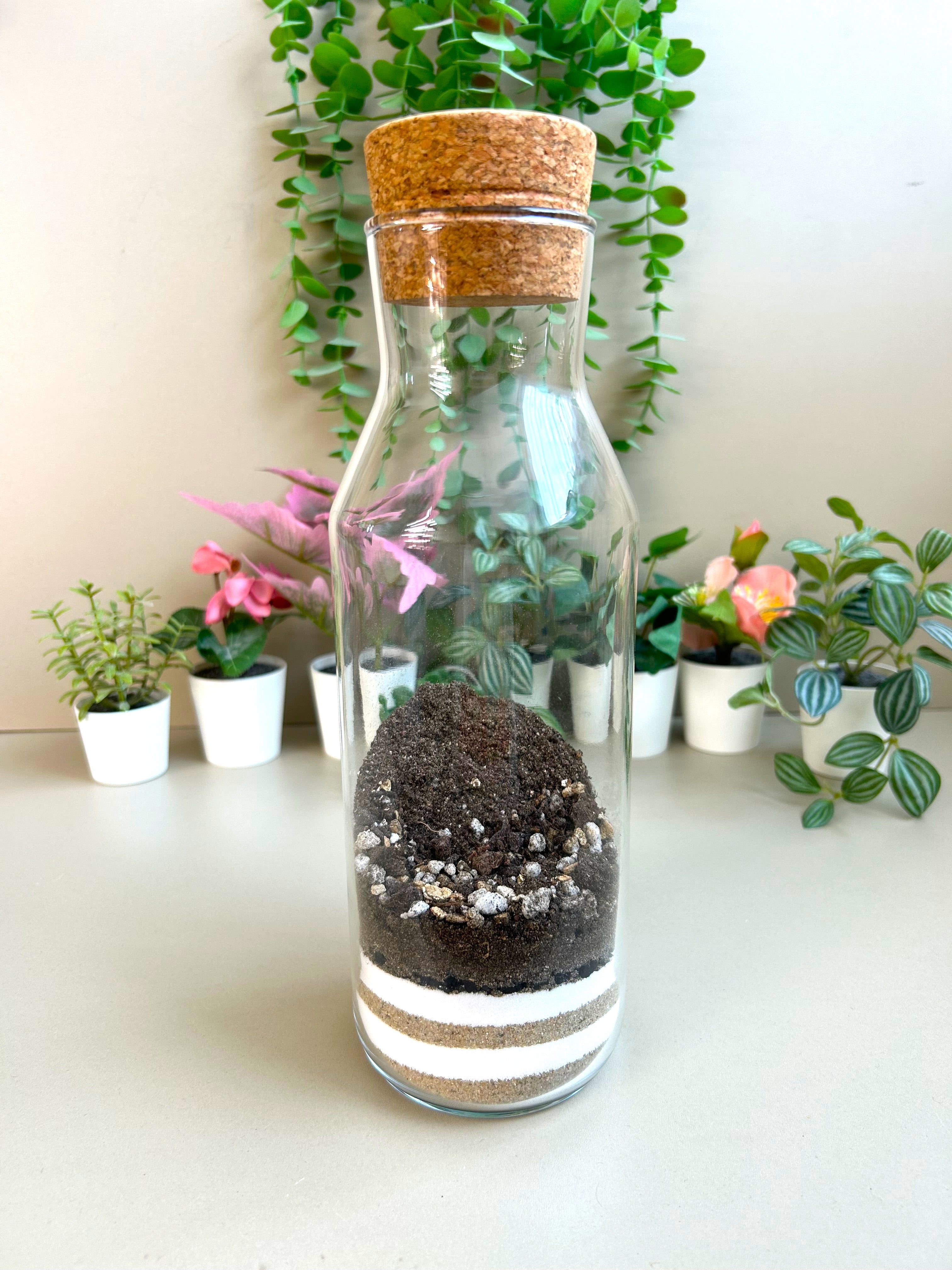 Fittonia DIY Terrarium Kit