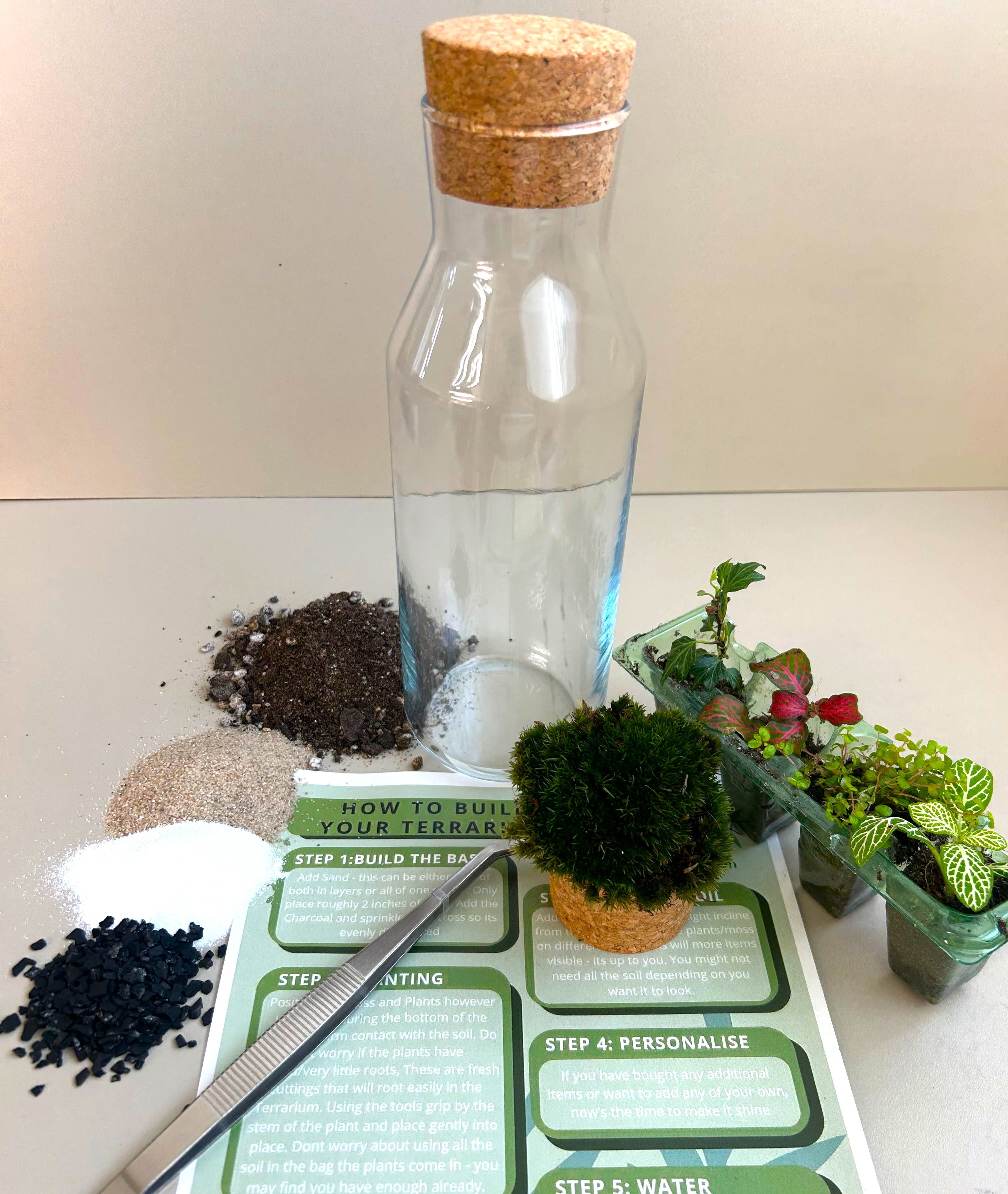 Fittonia DIY Terrarium Kit