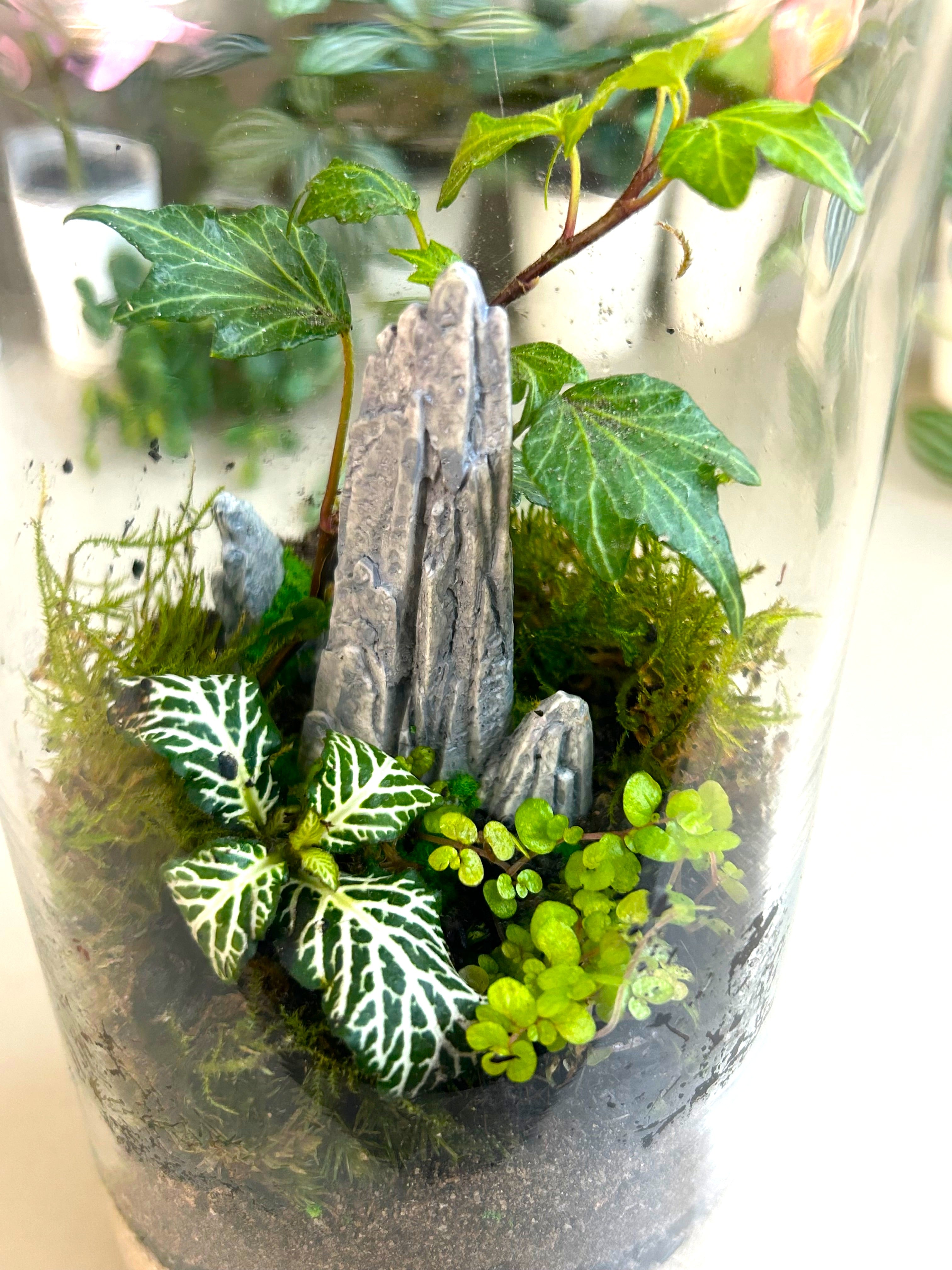 DIY Terrarium Kit for Beginners – Rockspire Glass Terrarium Gift Set