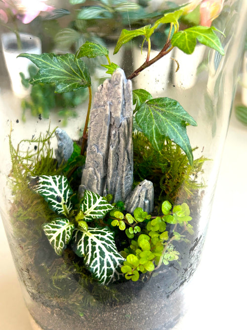 DIY Terrarium Kit for Beginners – Rockspire Glass Terrarium Gift Set