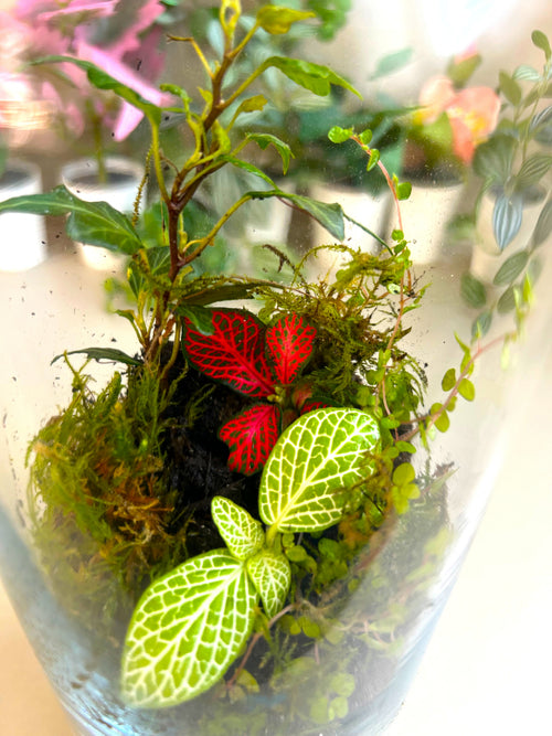 Fittonia DIY Terrarium Kit