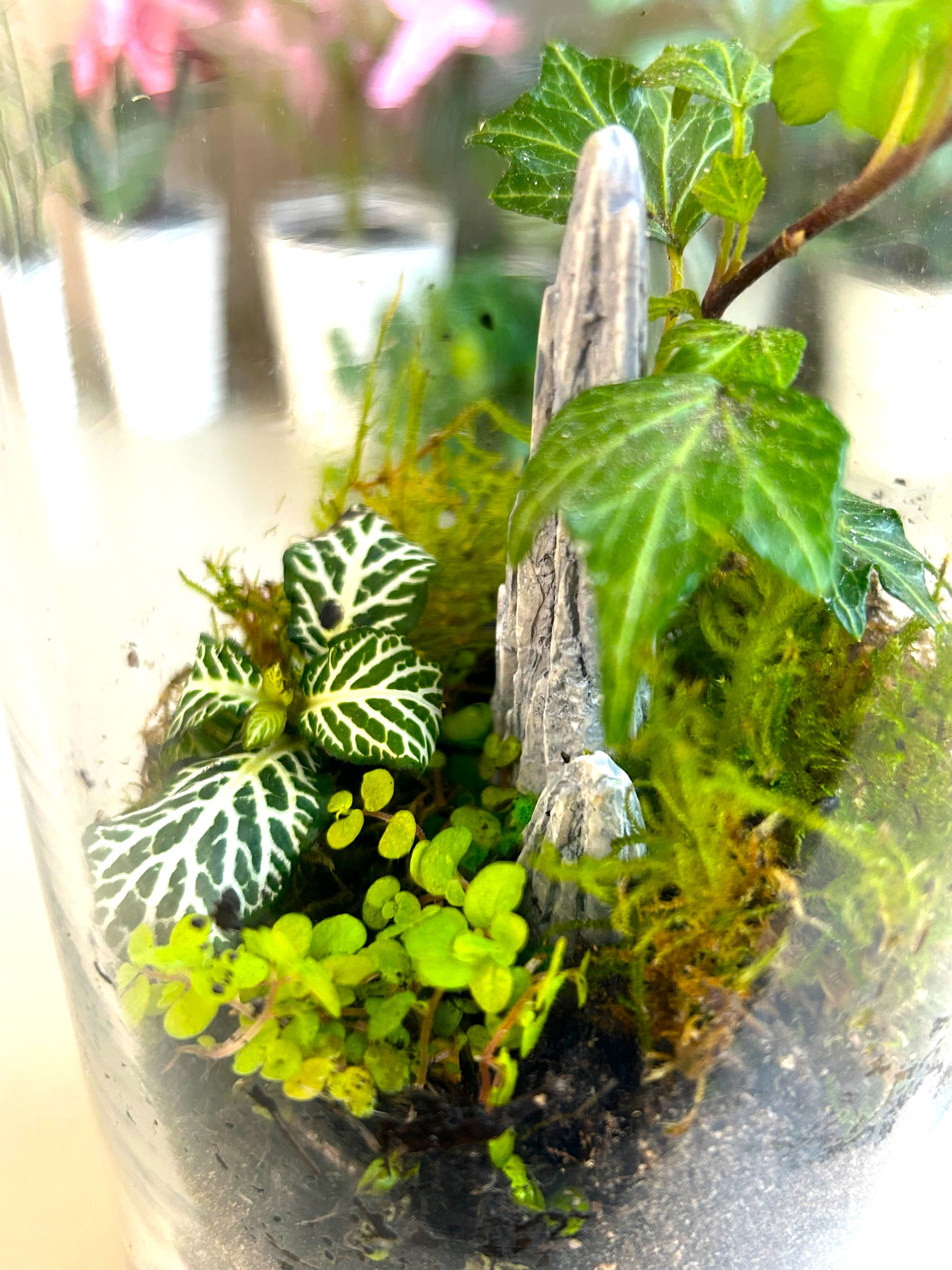 DIY Terrarium Kit for Beginners – Rockspire Glass Terrarium Gift Set