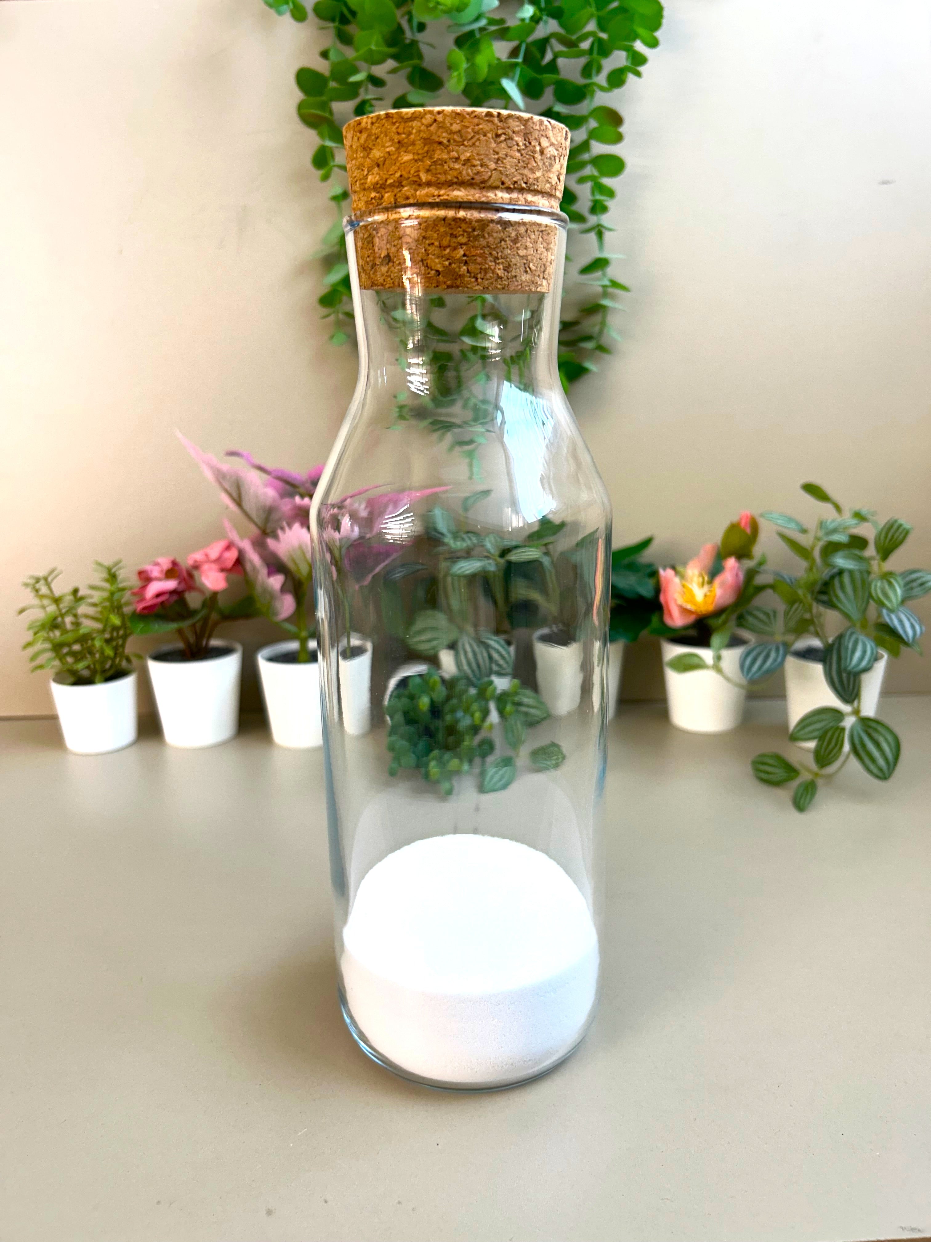 Fittonia DIY Terrarium Kit