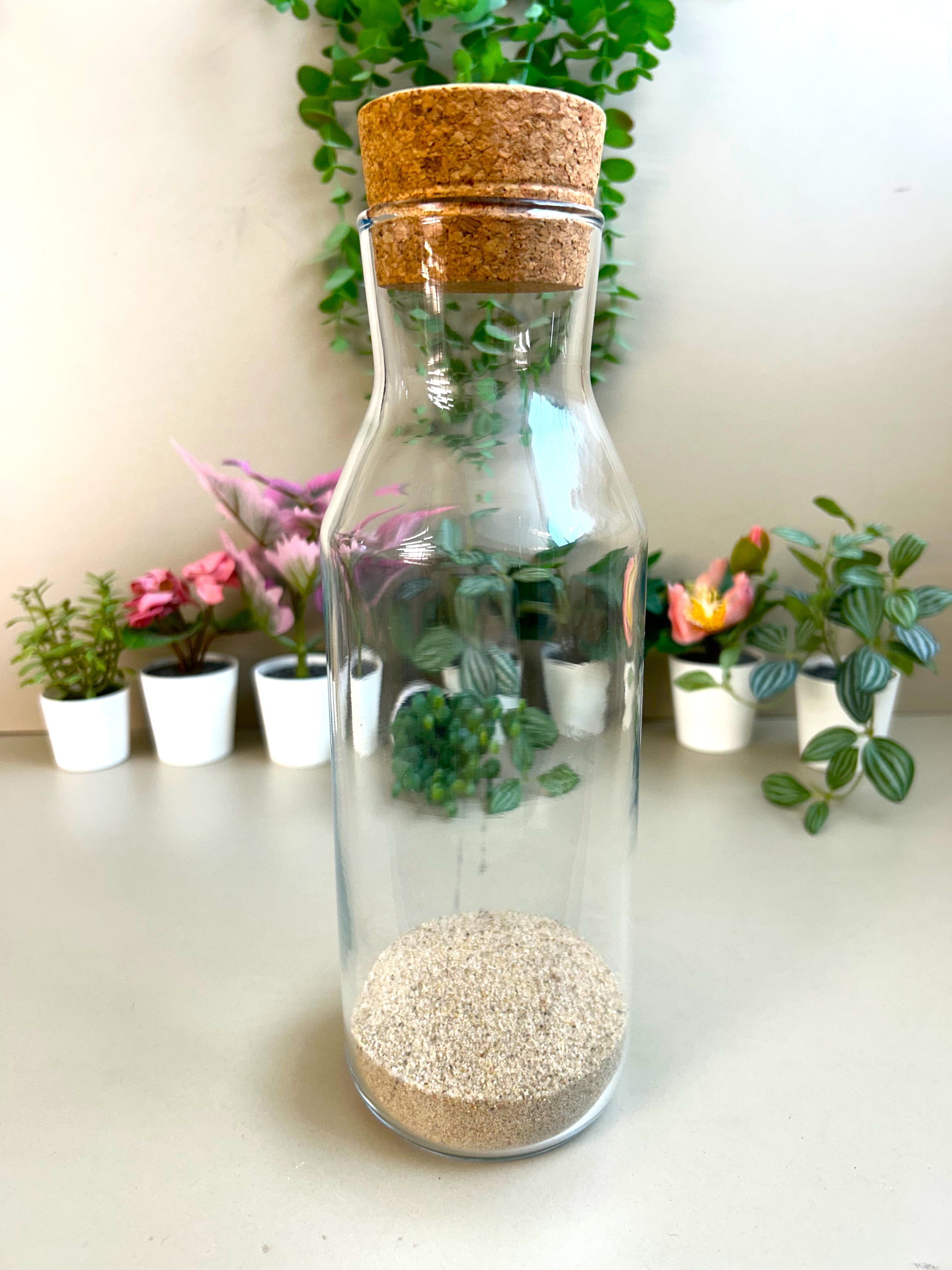 Fittonia DIY Terrarium Kit