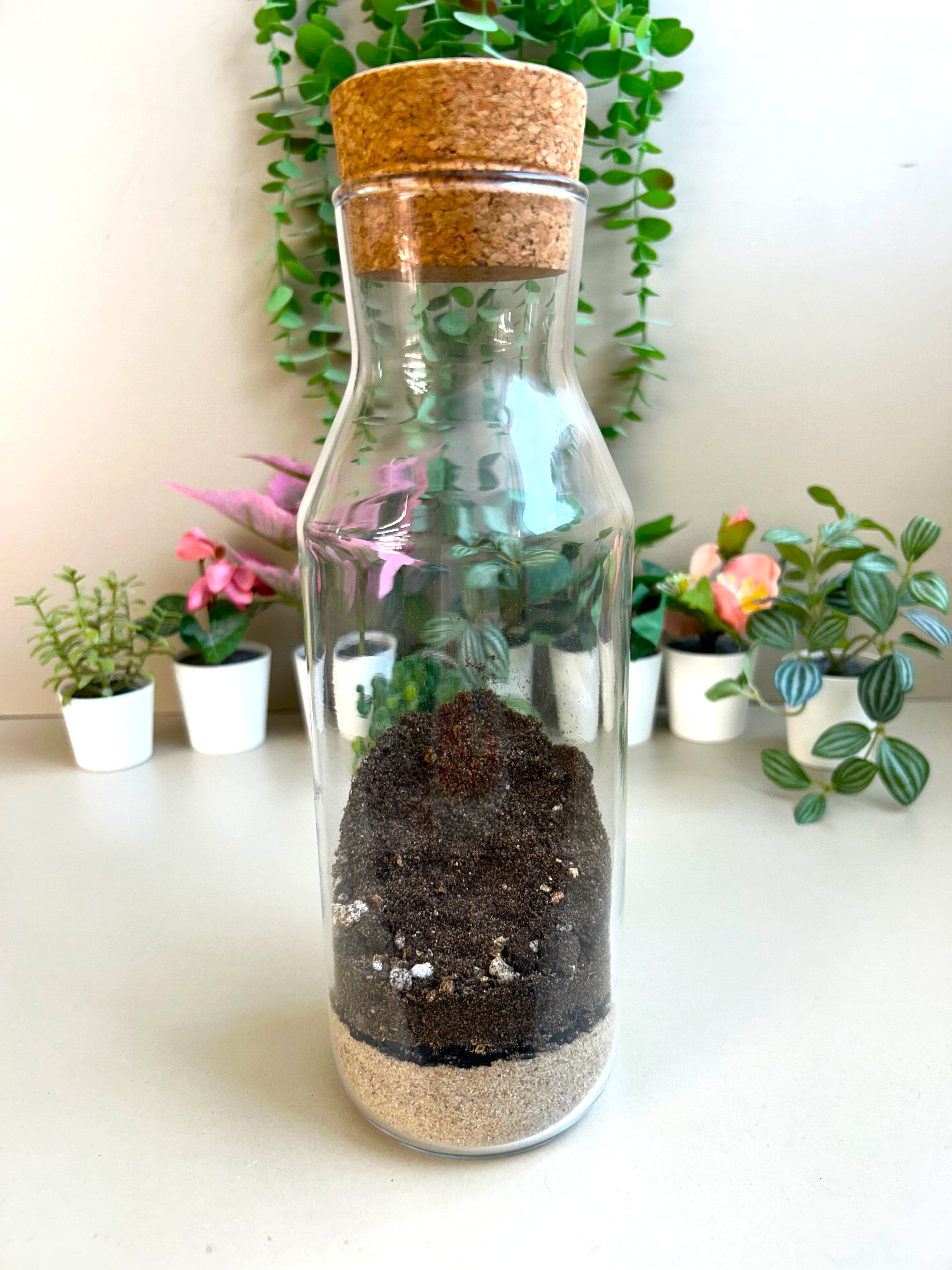 DIY Terrarium Kit for Beginners – Rockspire Glass Terrarium Gift Set